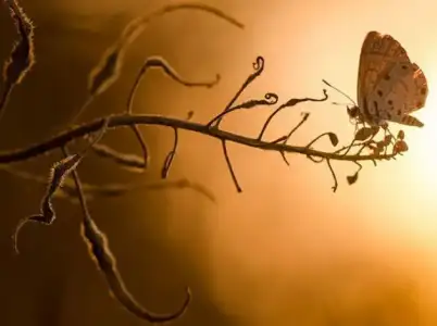 $National_Geographic_2012_2013_fotograf (8).webp
