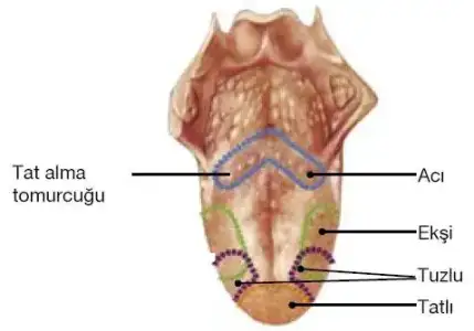 $www.harikasozler.net_-_dil.webp $www.harikasozler.net_-_dil.webp