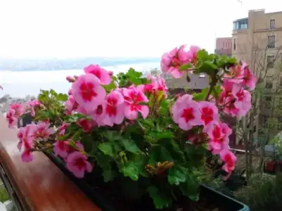$balkonda_sardunya_bakimi (1).webp $balkonda_sardunya_bakimi (1).webp