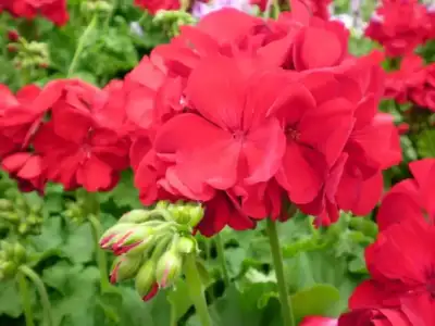 $balkonda_sardunya_bakimi (3).webp $balkonda_sardunya_bakimi (3).webp