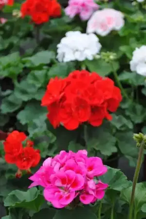 $balkonda_sardunya_bakimi (4).webp