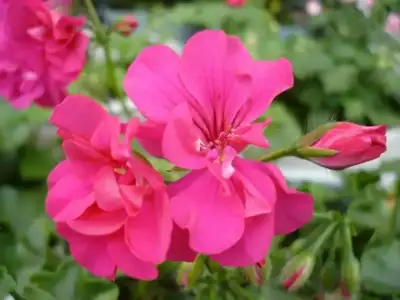 $balkonda_sardunya_bakimi (5).webp $balkonda_sardunya_bakimi (5).webp