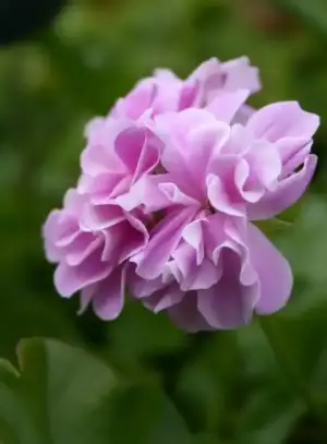 $balkonda_sardunya_bakimi (6).webp