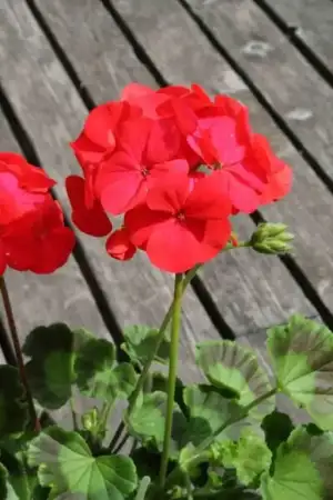 $balkonda_sardunya_bakimi (7).webp