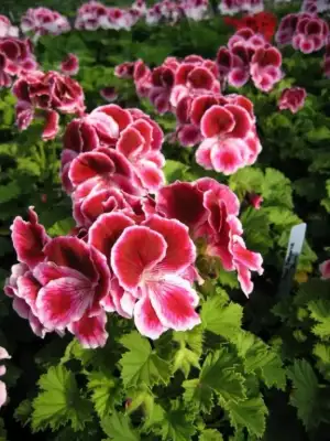 $balkonda_sardunya_bakimi (8).webp $balkonda_sardunya_bakimi (8).webp