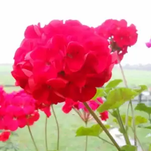 $balkonda_sardunya_bakimi (9).webp $balkonda_sardunya_bakimi (9).webp
