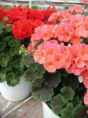 $balkonda_sardunya_bakimi (10).webp $balkonda_sardunya_bakimi (10).webp