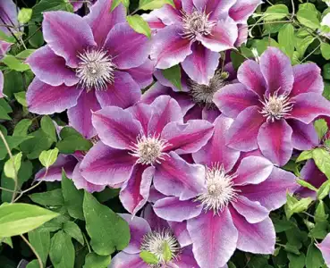 $balkonda_sardunya_bakimi (12).webp