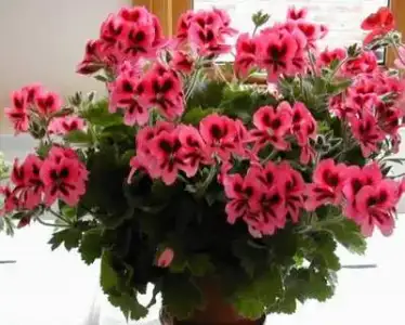 $balkonda_sardunya_bakimi (13).webp