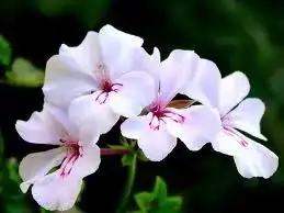 $balkonda_sardunya_bakimi (14).webp