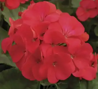 $balkonda_sardunya_bakimi (15).webp