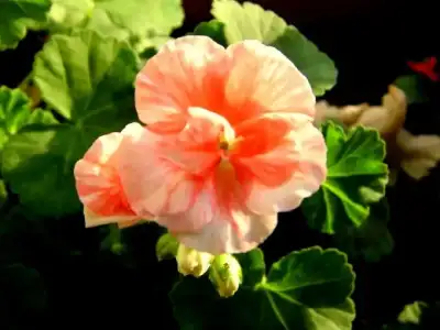 $balkonda_sardunya_bakimi (16).webp