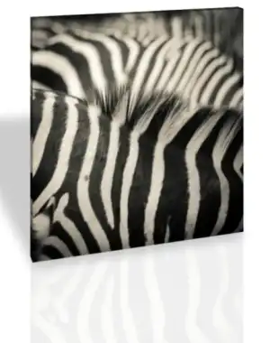 $B11135-zebra.webp