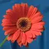 $gerbera3.webp