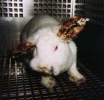 $Against-Animal-Testing-against-animal-testing-7992675-654-627.jpg