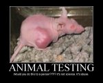 $Animal_testing_by_DelphiMember200.jpg