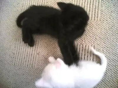 $ying yang.webp