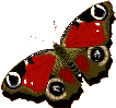 $Btflyred1.gif