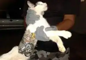$kurye-kedi.webp