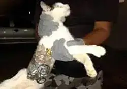 $kurye-kedi.webp