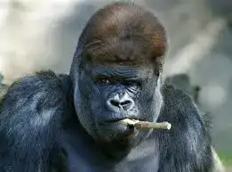 $images.webp