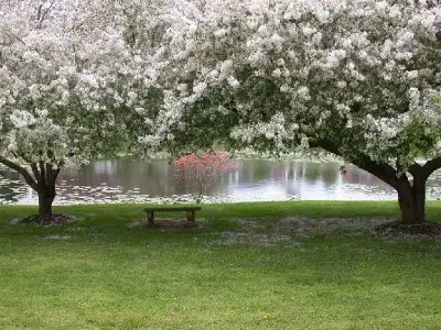 $masaustu_bahar_manzaralari (29)-287.webp