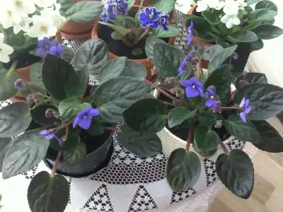 $MENEK&#350;E 8.webp