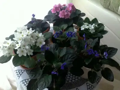 $MENEK&#350;E 10.webp