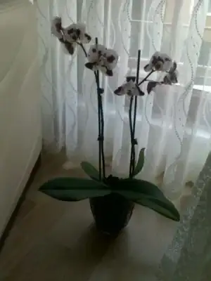 $ORK&#304;DE 15.webp