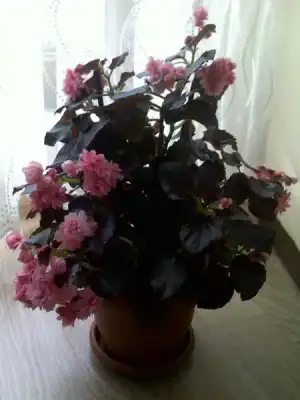 $&#350;EKER BEGONYASI.webp