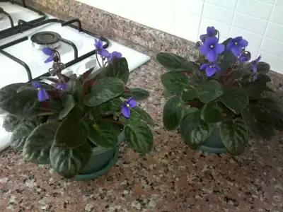 $+ MENEK&#350;E 11.webp