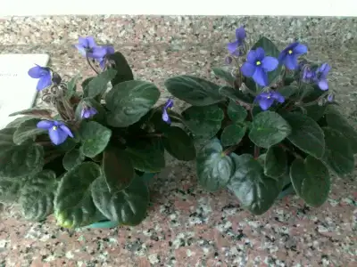 $+ MENEK&#350;E 12.webp