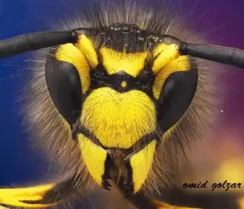 $Focus Stacking nedir 4.webp