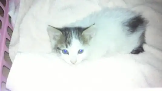 $10062013691.webp