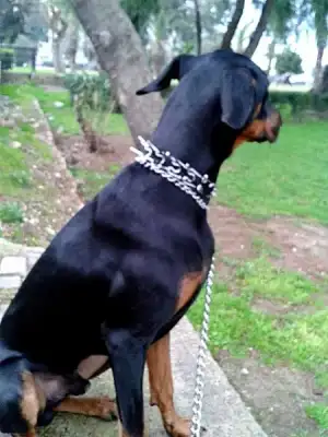 $ku&#351; g&#246;rd&#252;.webp