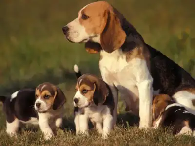 $beagle-puppies.webp $beagle-puppies.webp