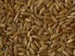 $k&#305;rm&#305;z&#305; bu&#287;day un u.webp