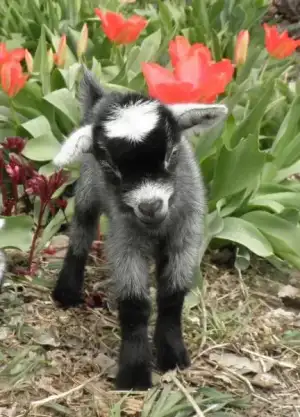 $baby_goat.webp
