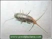 $gumus_bocegi (1).webp