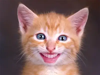 $komik_kedi.webp