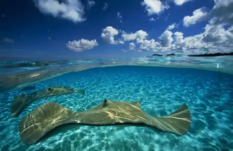 $dominica-stingrays-wallpaper.webp