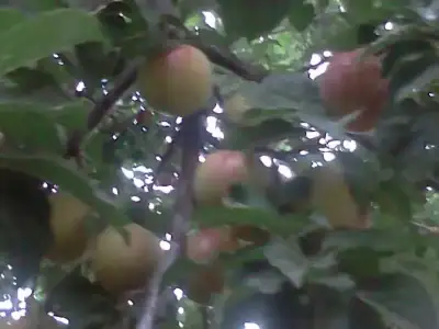 $IMG20130804_062.webp