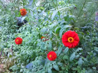 $Fotoğraf0810.webp $Fotoğraf0810.webp