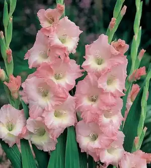 $gladiolus_rose_supreme__39441.webp