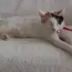 $2-80B3B1DF-170587-480.webp