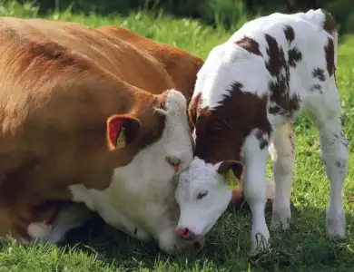 $loving-mother-cow-and-calf11.webp