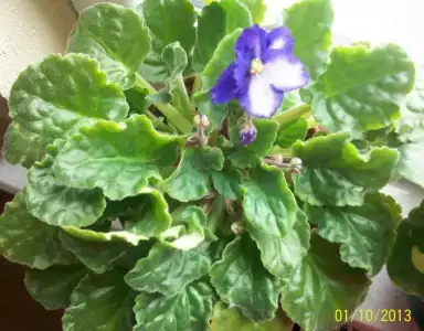 $100_5966.webp
