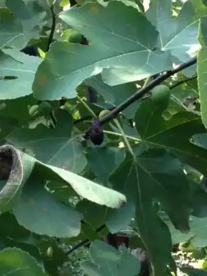 $tatil 2013 368.webp