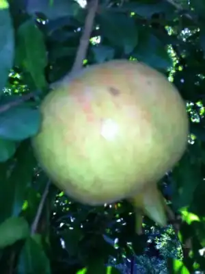 $tatil 2013 363.webp