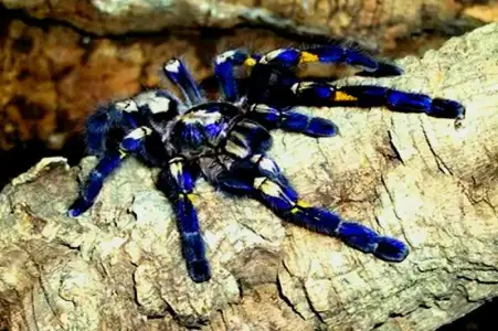 $Gooty_Tarantula,_Metallic_Tarantula_or_Peacock_Tarantula_(Poecilotheria_metallica).webp